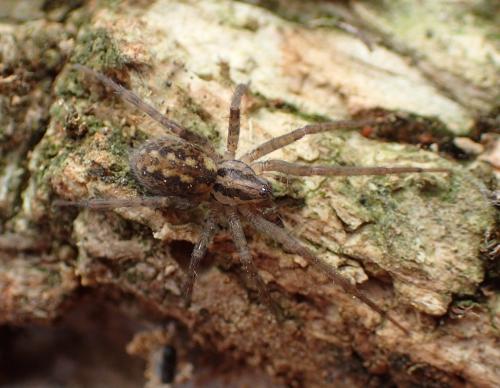 Réf. 196 962 : Tegenaria silvestris